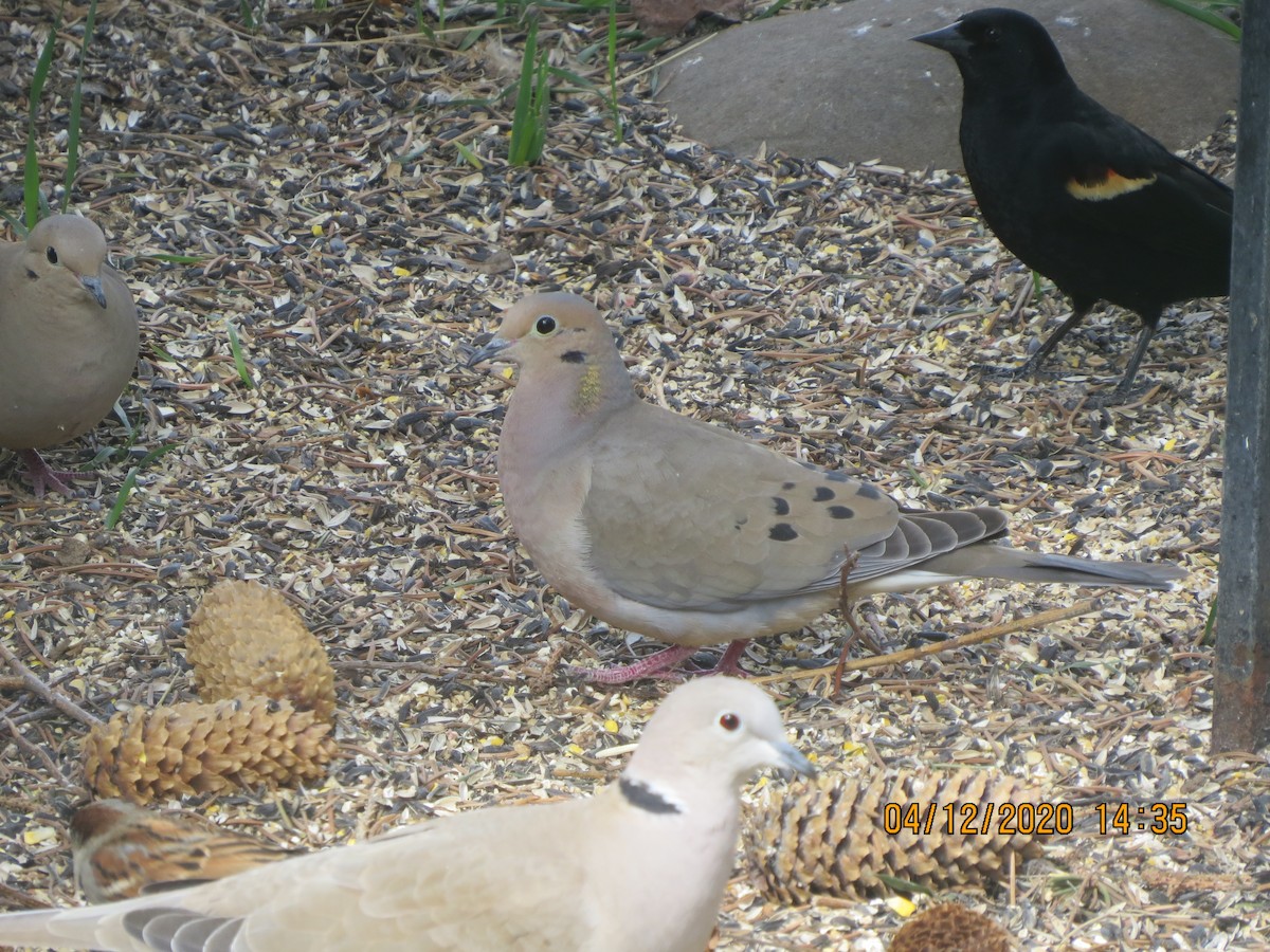 Mourning Dove - Deborah Essman