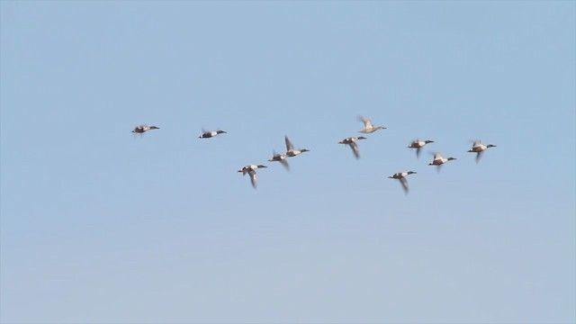 Northern Shoveler - ML223046171