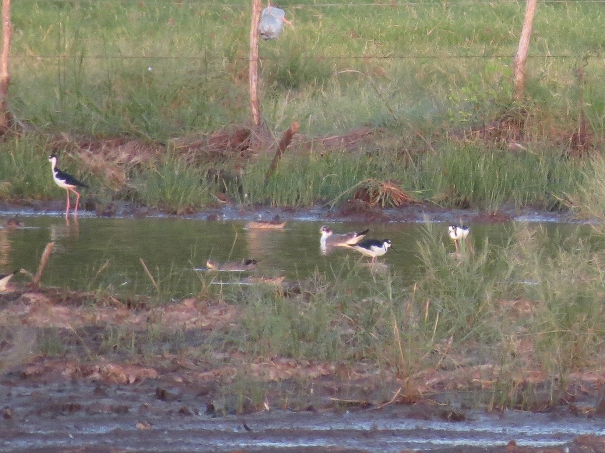 Franklin's Gull - ML22304761