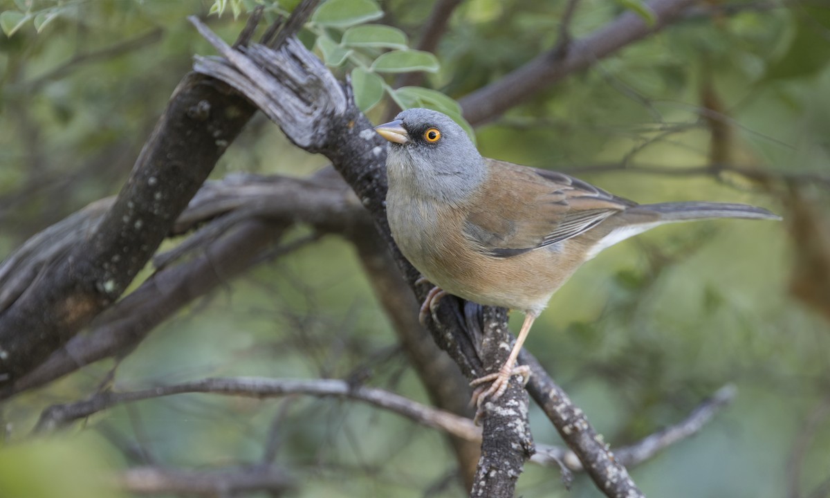 Baird's Junco - ML223048321