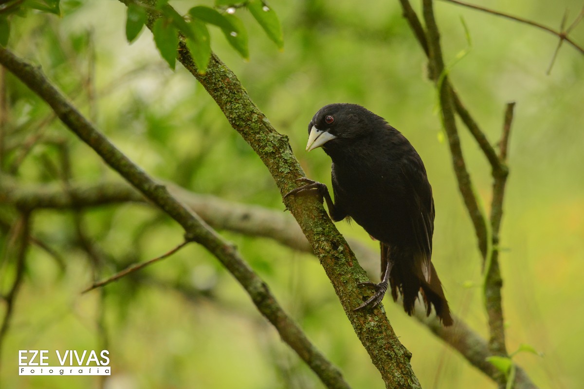 Solitary Black Cacique - ML223049881