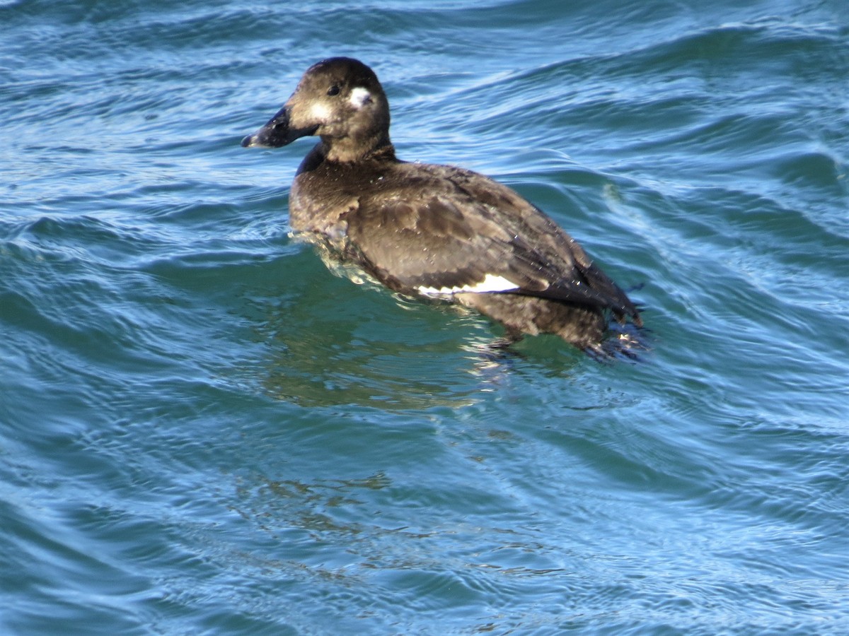 Stejneger's Scoter - ML223052891