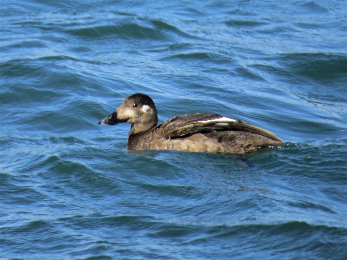 Stejneger's Scoter - ML223052901