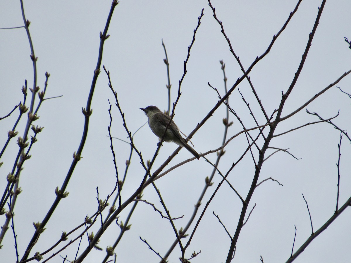 Eastern Phoebe - ML223053071