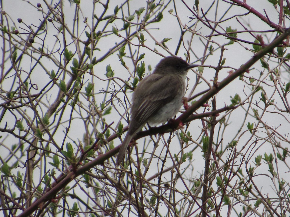 Eastern Phoebe - ML223053131