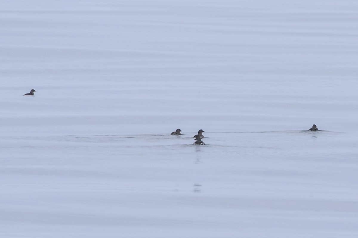 Cassin's Auklet - ML223054791