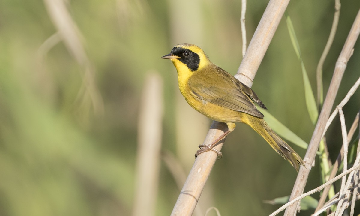 Belding's Yellowthroat - ML223054821