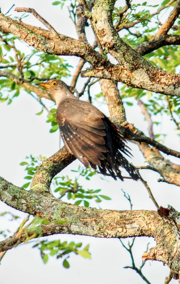 Indian Cuckoo - ML223055581