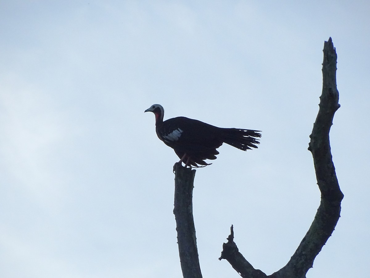 Red-throated Piping-Guan - ML223055811