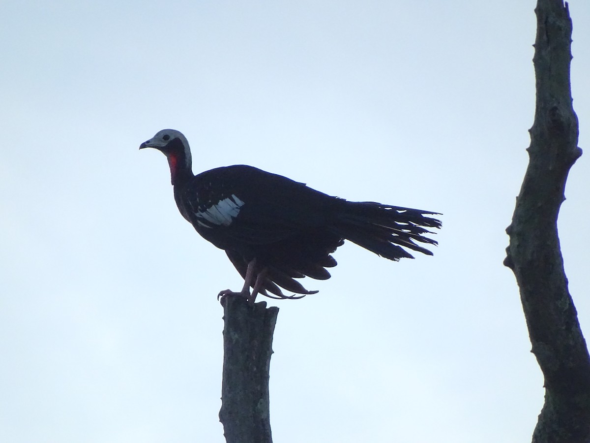 Red-throated Piping-Guan - ML223055981