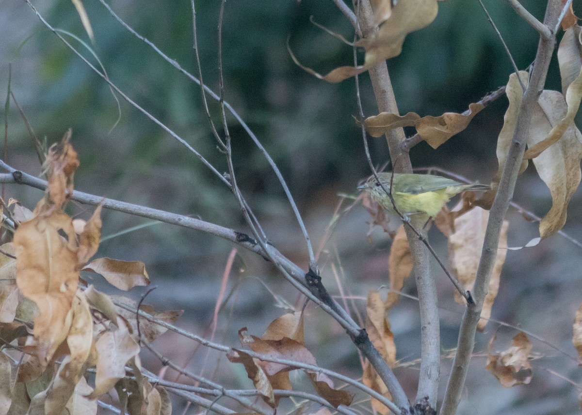 Striated Thornbill - ML223057281