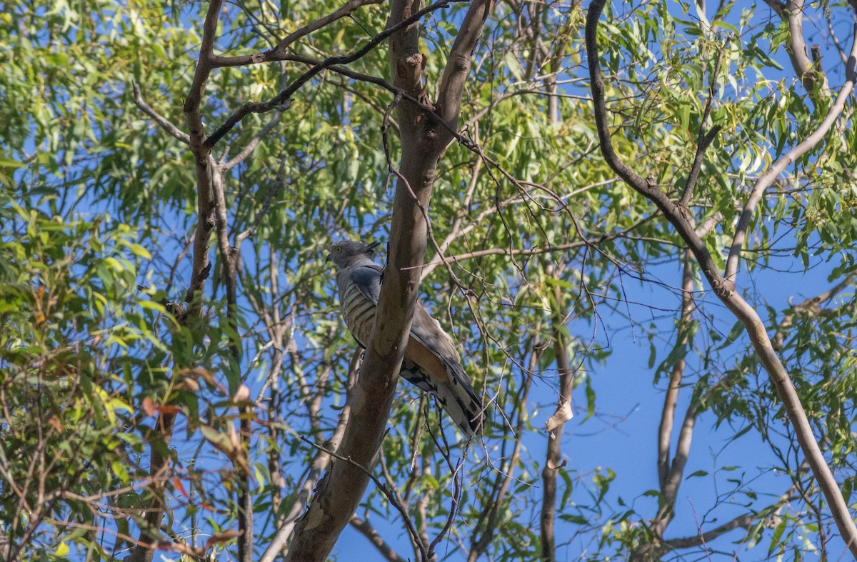 Pacific Baza - ML223057571