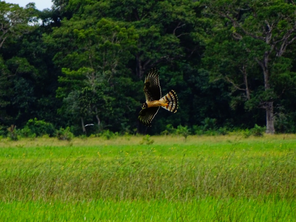 Long-winged Harrier - ML223057671