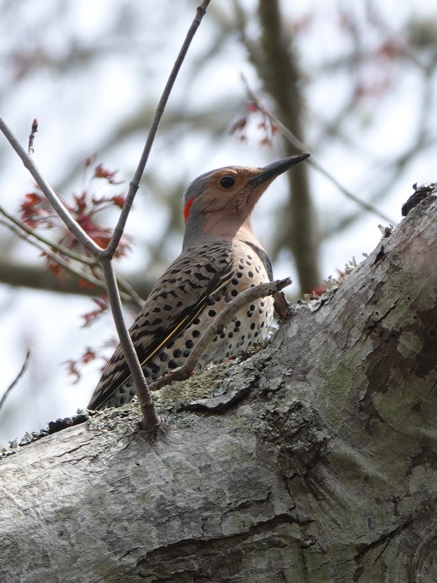 Northern Flicker (Yellow-shafted) - ML223058181
