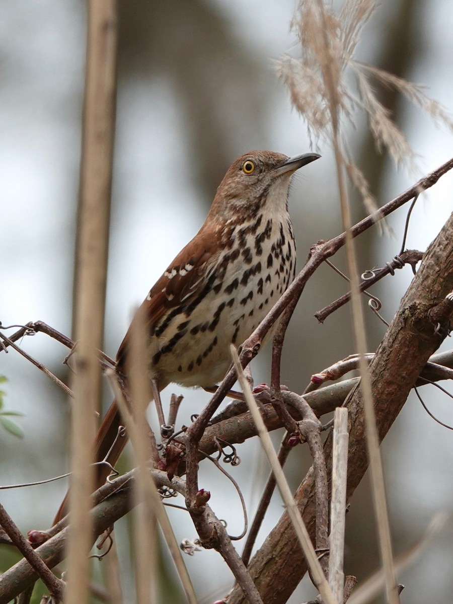 Brown Thrasher - ML223058281