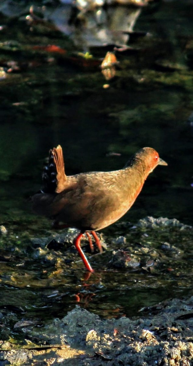 Ruddy-breasted Crake - ML223058941