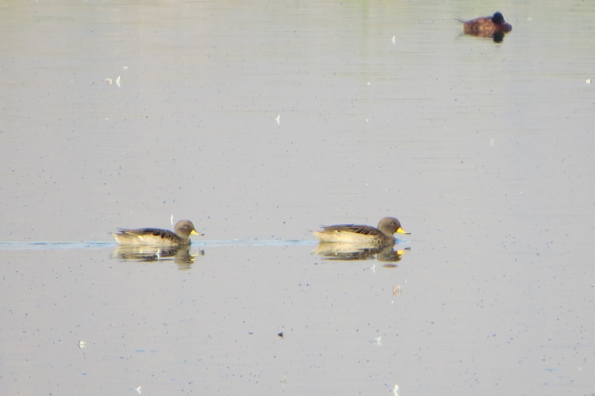 Yellow-billed Teal - ML223059531