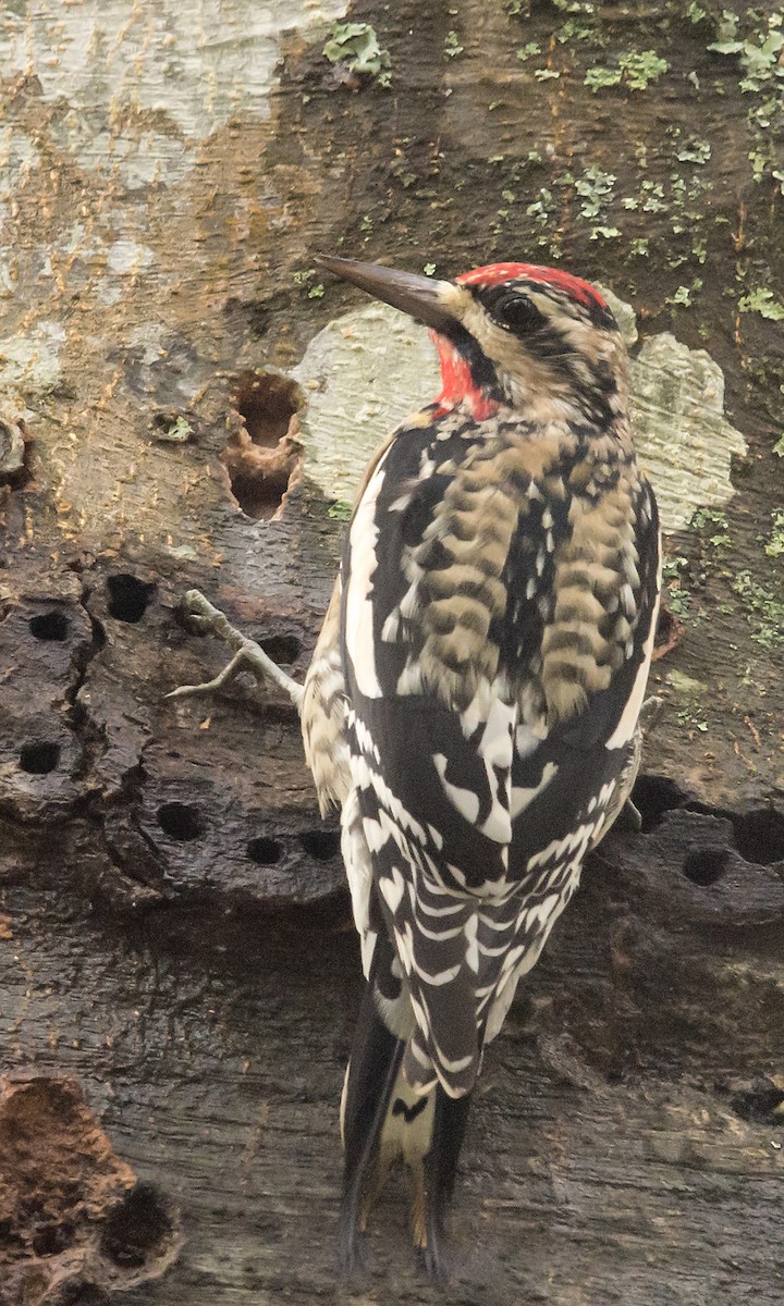 Yellow-bellied Sapsucker - ML22306121
