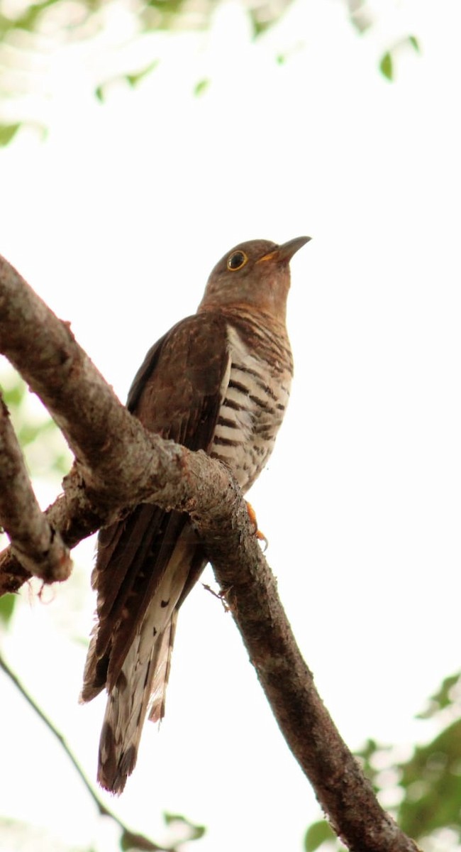 Indian Cuckoo - ML223061991