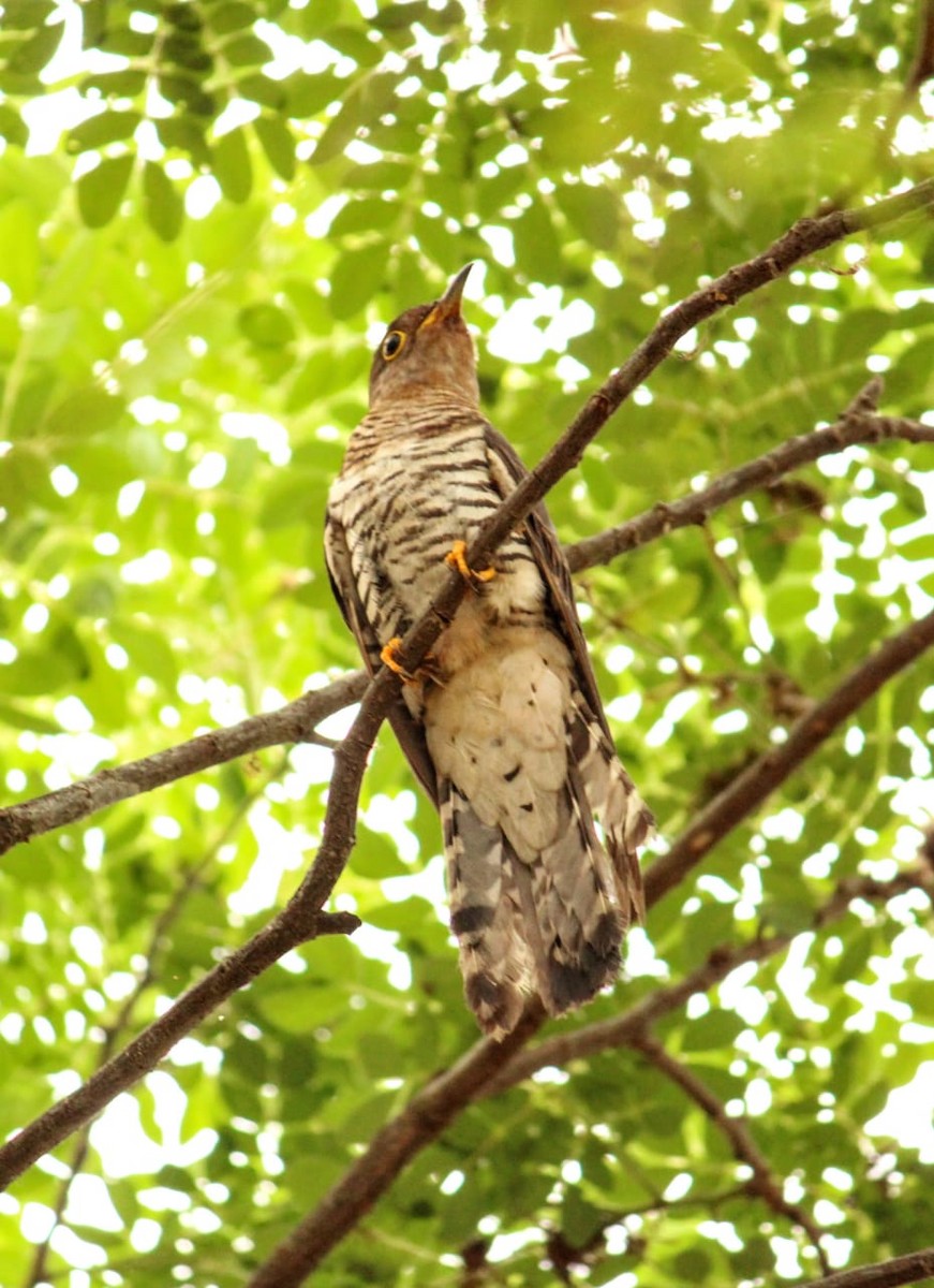 Indian Cuckoo - ML223062171