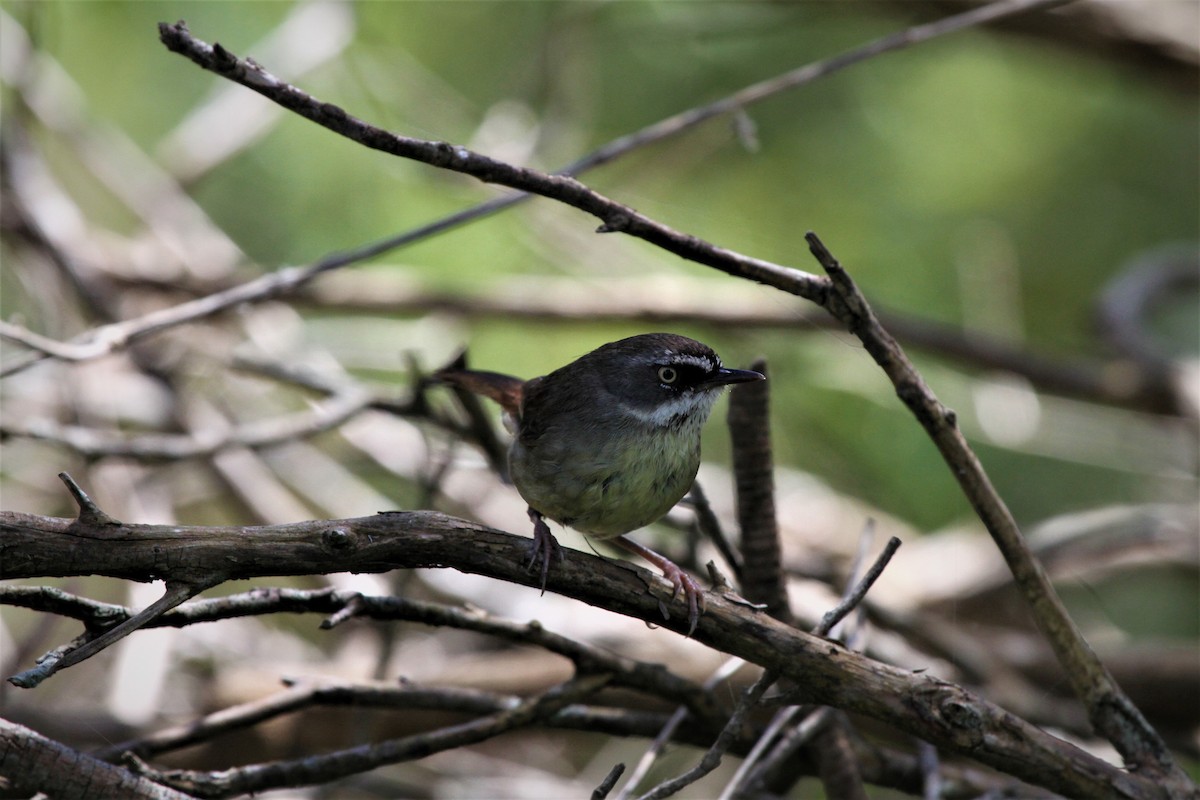 White-browed Scrubwren - ML223066471