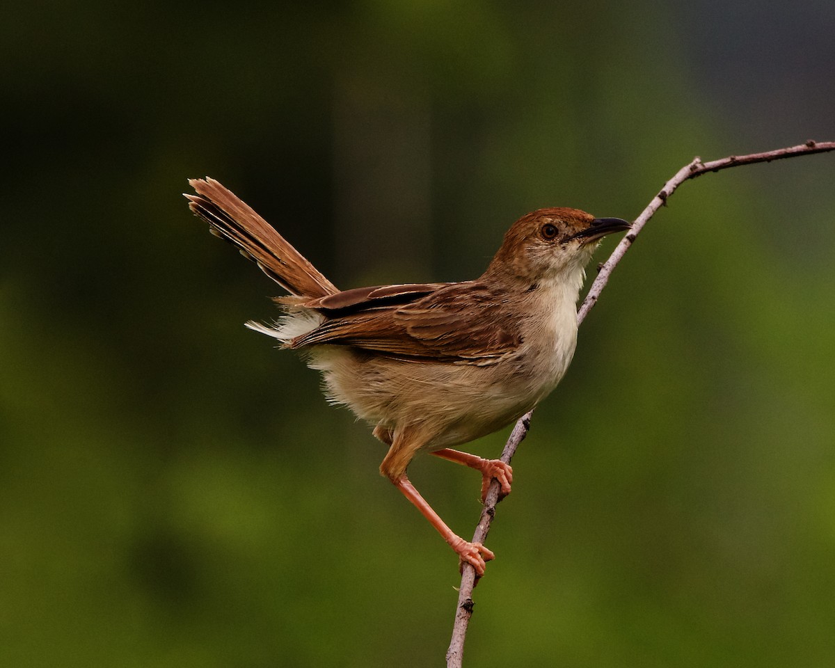 Rattling Cisticola - ML223066811