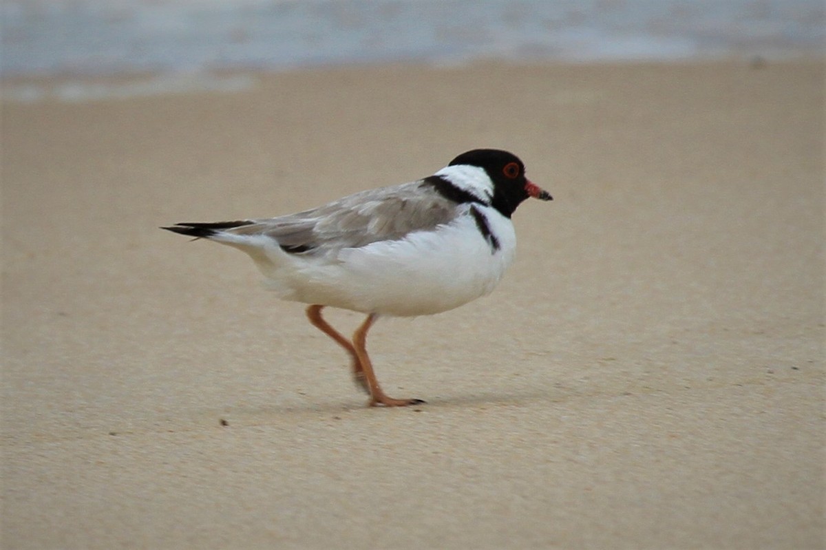 Hooded Plover - ML223066981