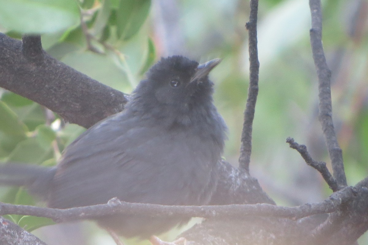 Dusky Tapaculo - ML223067571