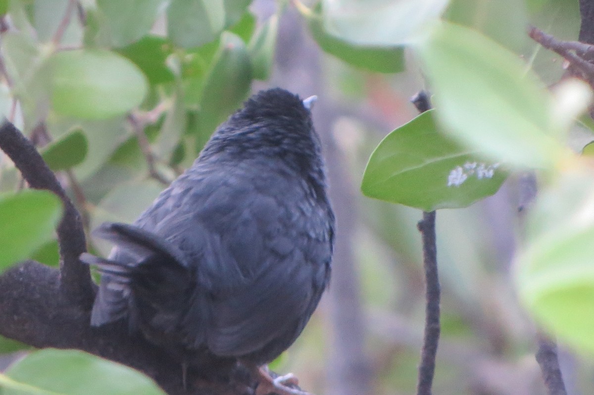 Dusky Tapaculo - ML223067581