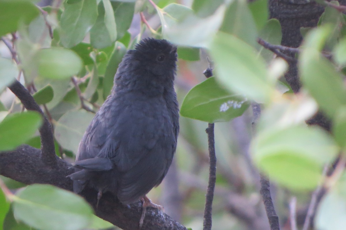 Dusky Tapaculo - ML223067591