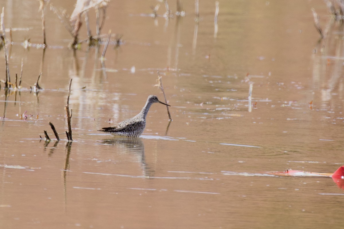 Greater Yellowlegs - ML223067691