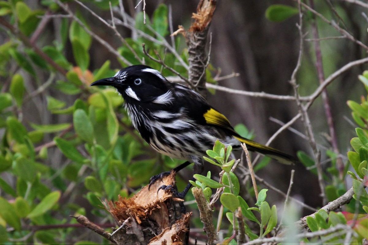 New Holland Honeyeater - ML223067741