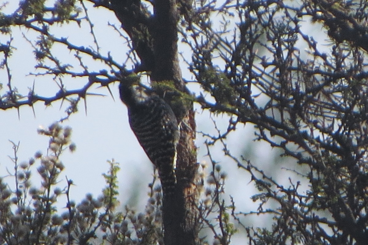 Striped Woodpecker - ML223067811