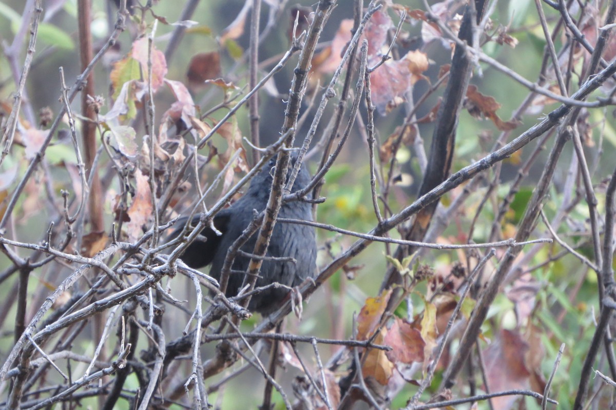 Dusky Tapaculo - ML223067821