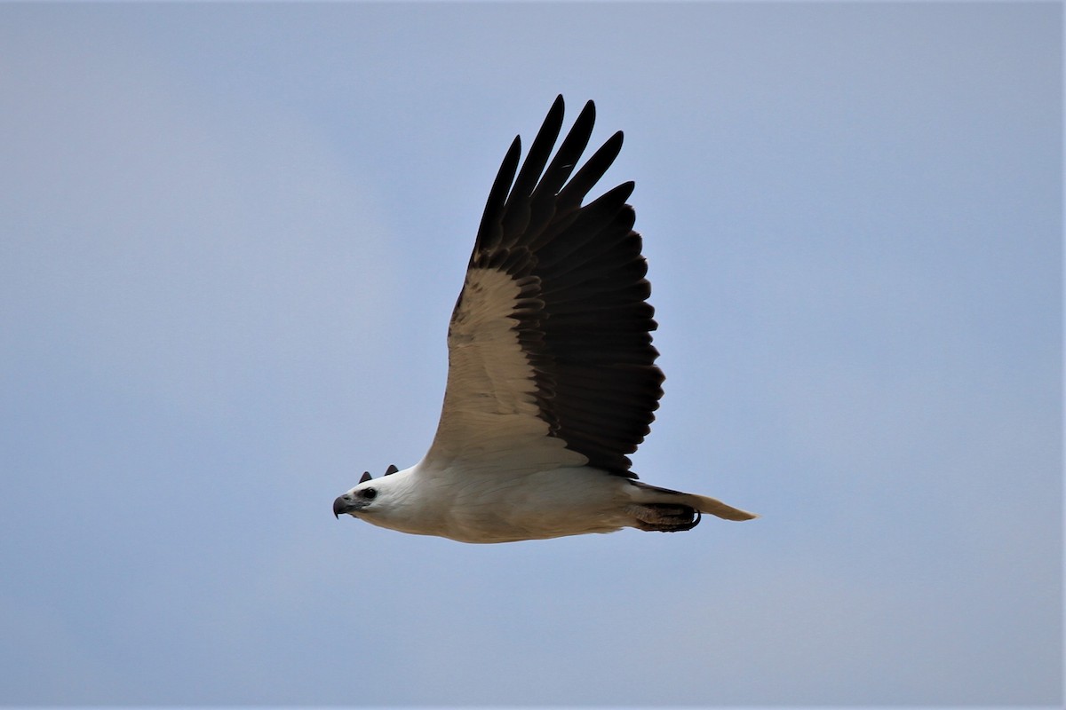 White-bellied Sea-Eagle - ML223068081