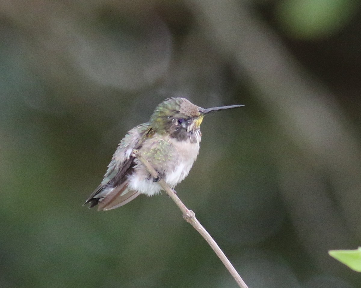 Ruby-throated Hummingbird - joan garvey