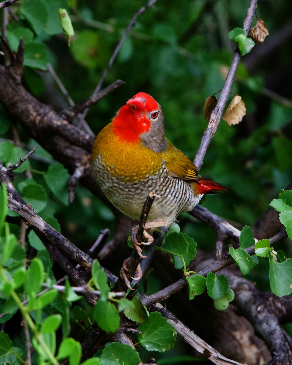 Green-winged Pytilia - Peder Svingen