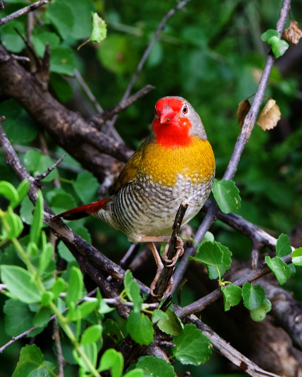 Green-winged Pytilia - Peder Svingen