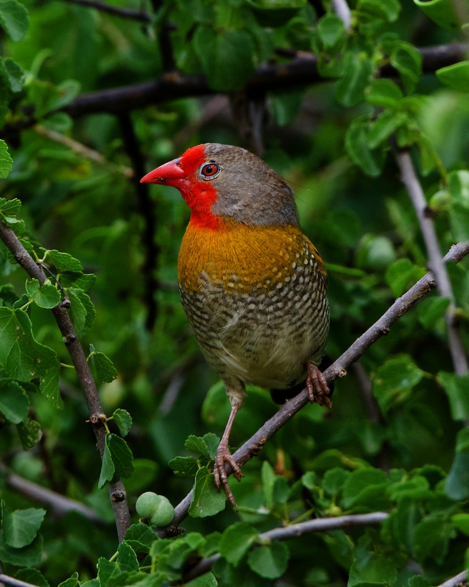 Green-winged Pytilia - Peder Svingen