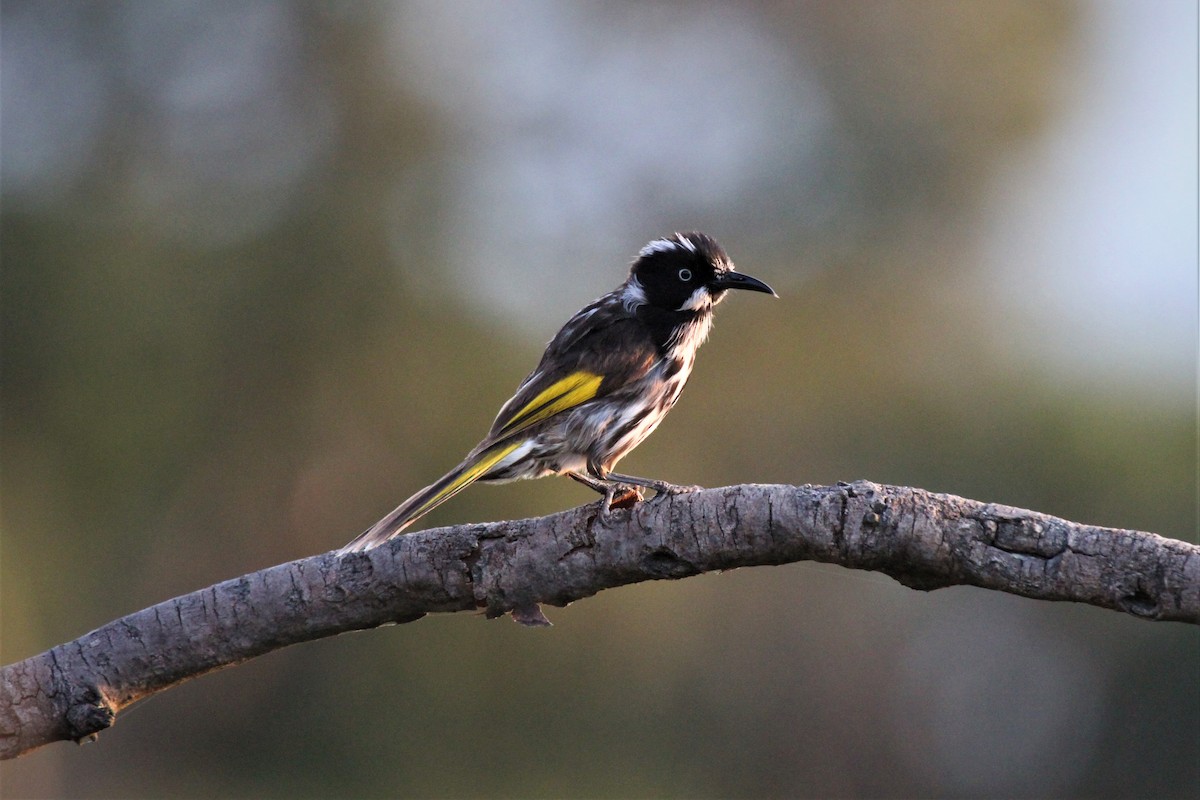 New Holland Honeyeater - ML223070811