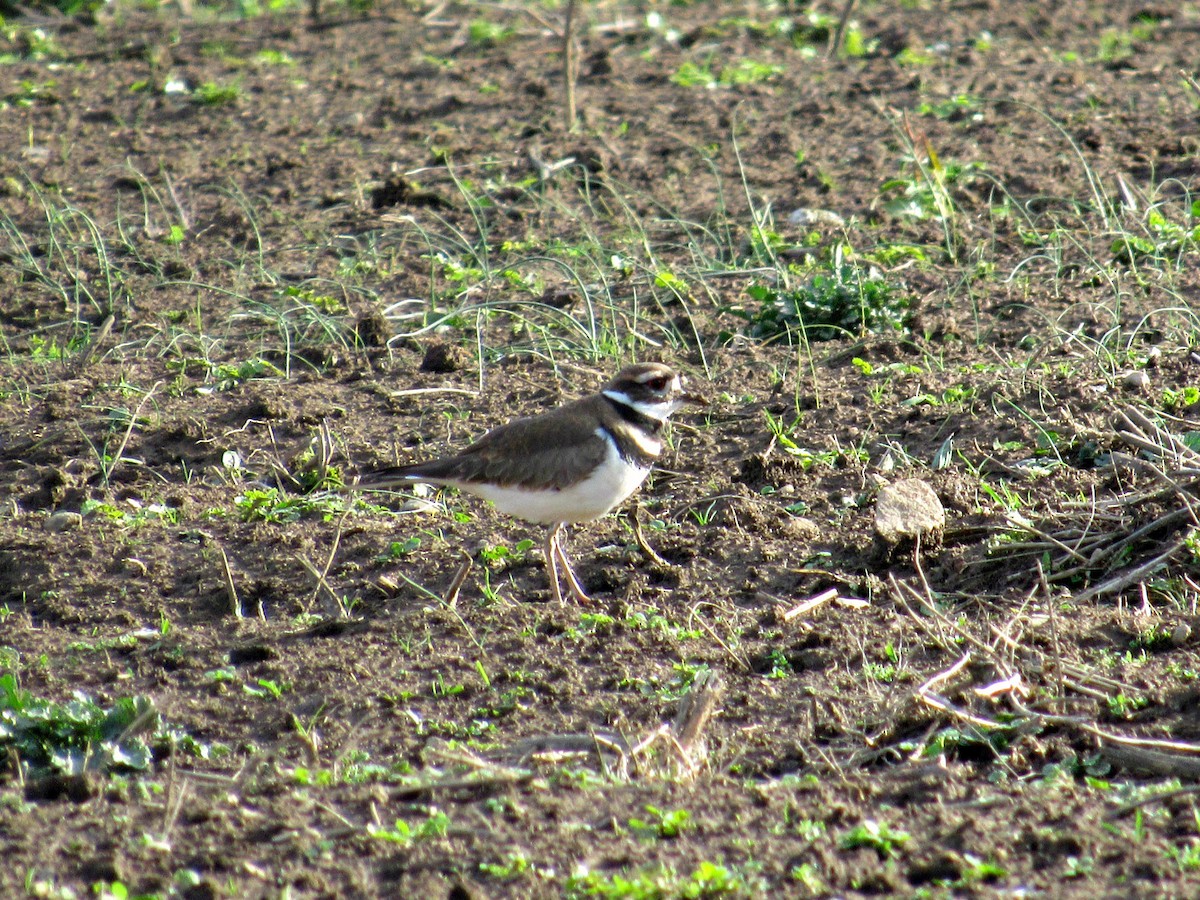 Killdeer - ML22307141