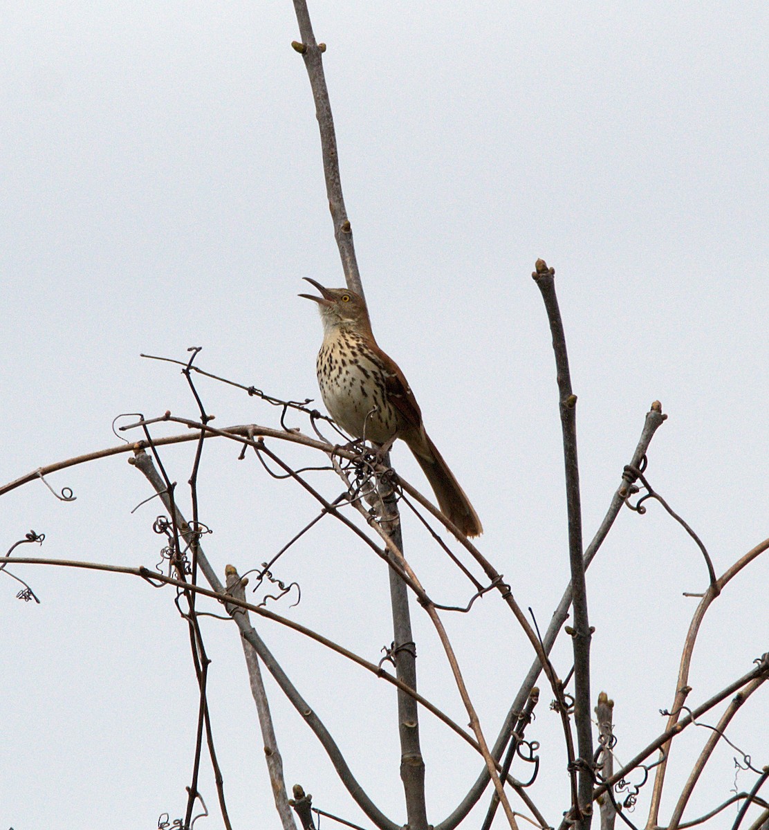 Brown Thrasher - ML223073401