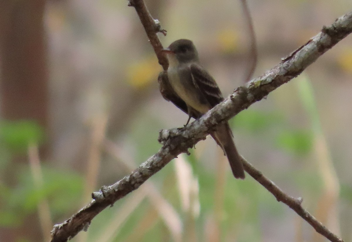 Eastern Wood-Pewee - ML223074431