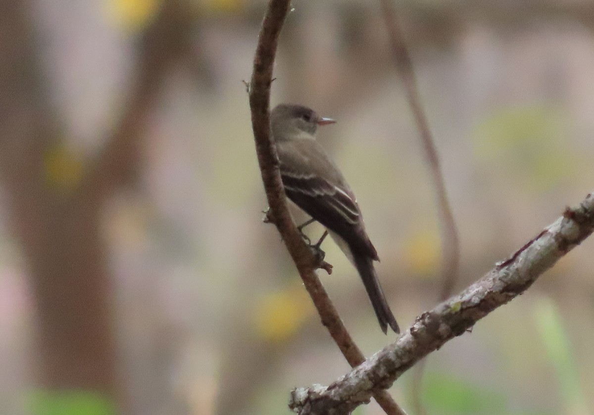 Eastern Wood-Pewee - ML223074451