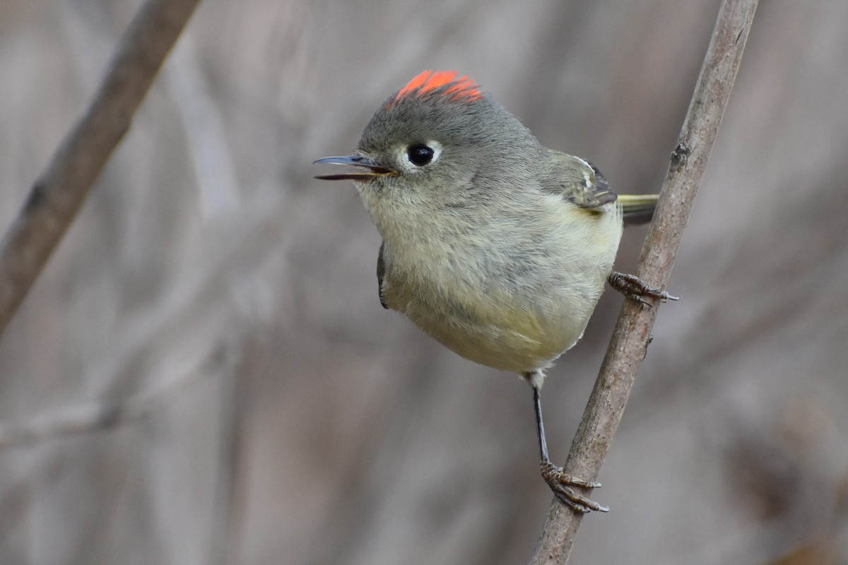 Ruby-crowned Kinglet - Robert G. Buckert