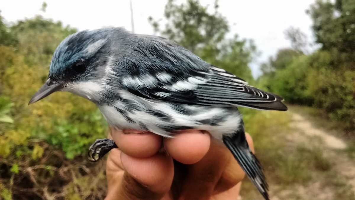 Cerulean Warbler - ML223077521