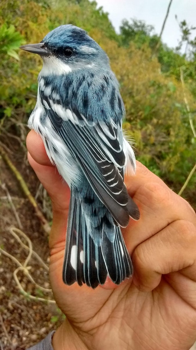 Cerulean Warbler - ML223077751