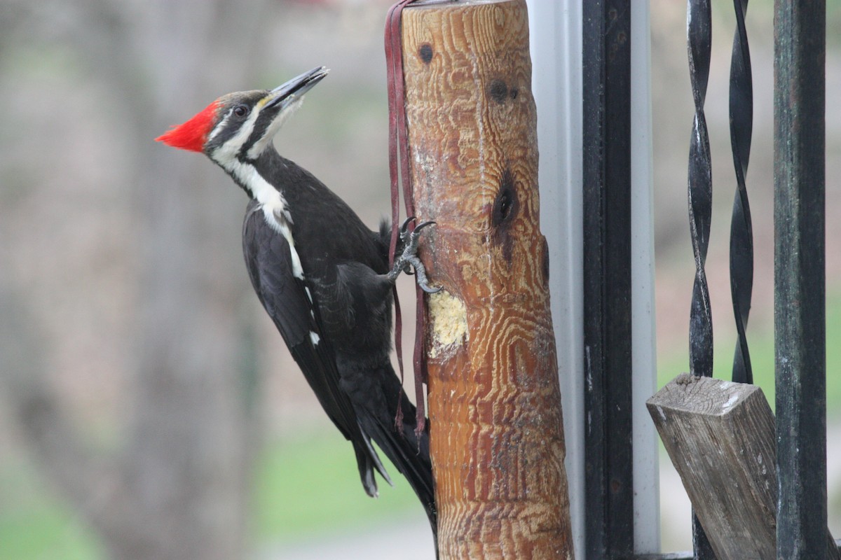 Pileated Woodpecker - ML223078341