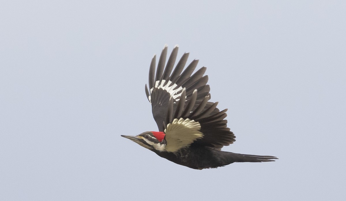Pileated Woodpecker - Caleb Putnam
