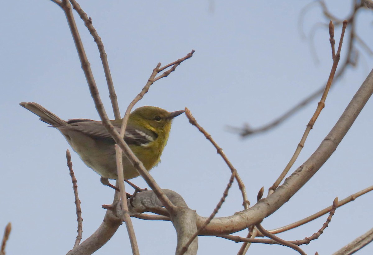 Pine Warbler - Carole Griffiths